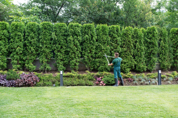 Best Lawn Irrigation Installation and Maintenance  in Lambertville, NJ