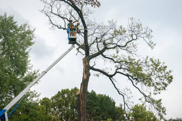 Best Commercial Tree Services  in Lambertville, NJ